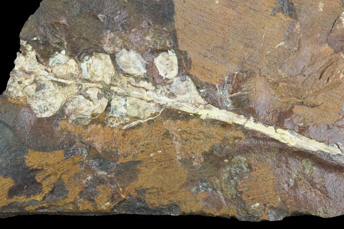 Paleocene Fossil Fruit (Palaeocarpinus) - North Dakota #97931